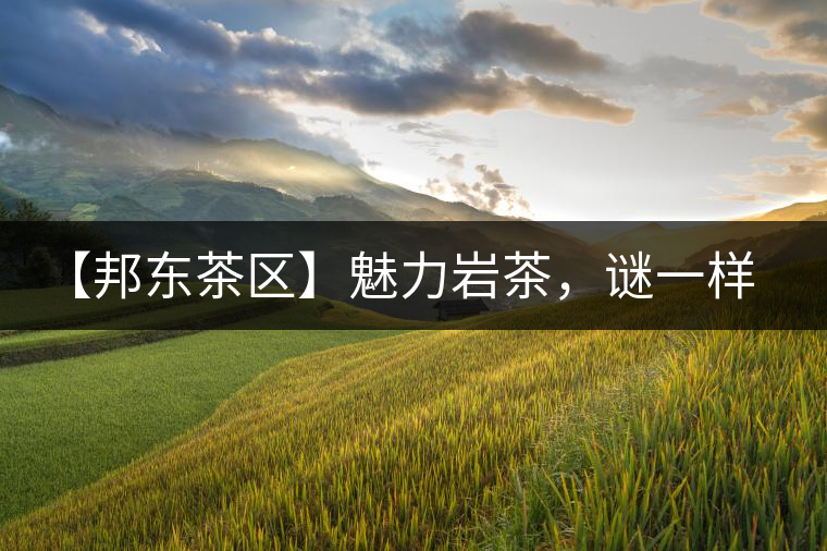【邦東茶區(qū)】魅力巖茶，謎一樣的邦東！