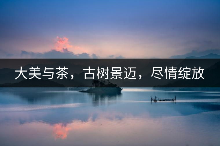 大美與茶，古樹景邁，盡情綻放