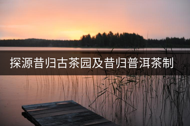 探源昔歸古茶園及昔歸普洱茶制作過(guò)程全記錄 探源昔歸古茶園及昔歸普洱茶制作過(guò)程全記錄