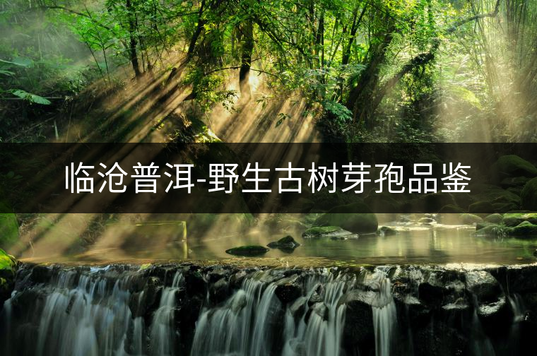 臨滄普洱-野生古樹芽孢品鑒 臨滄普洱-野生古樹芽孢品鑒