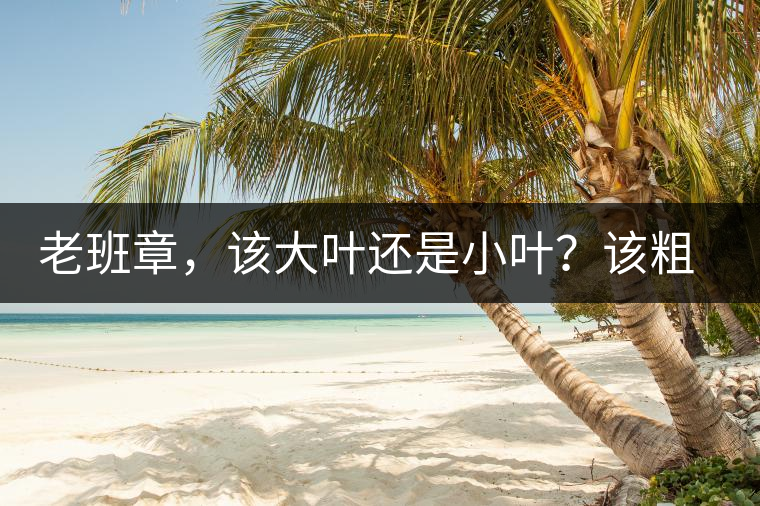 老班章，該大葉還是小葉？該粗老還是細(xì)嫩？