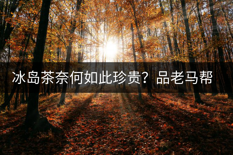 冰島茶奈何如此珍貴？品老馬幫之“冰島老寨”，答案在這里！