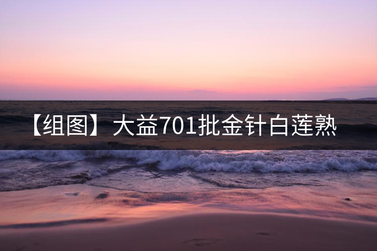 【組圖】大益701批金針白蓮熟磚開湯 【組圖】大益701批金針白蓮熟磚開湯