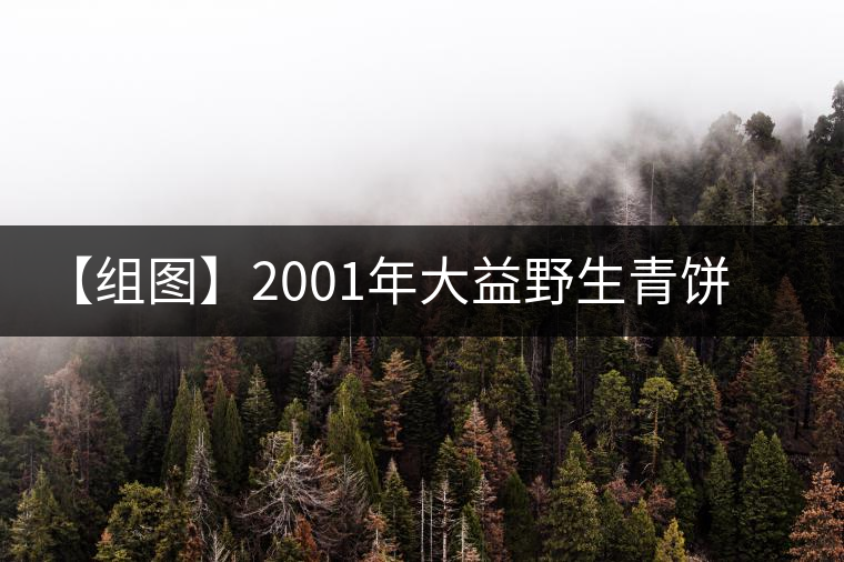 【組圖】2001年大益野生青餅開湯 【組圖】2001年大益野生青餅開湯