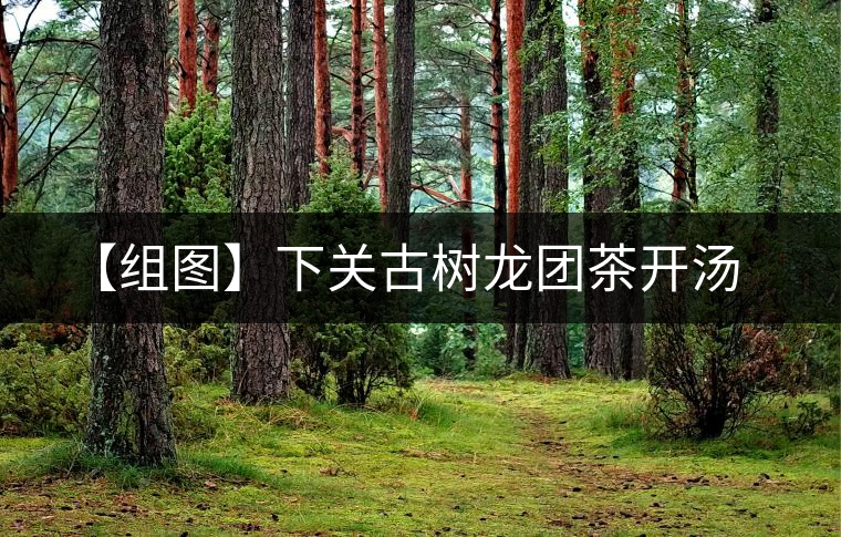 【組圖】下關(guān)古樹龍團(tuán)茶開湯
