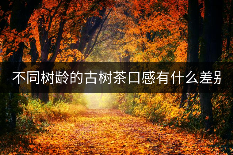 不同樹齡的古樹茶口感有什么差別？