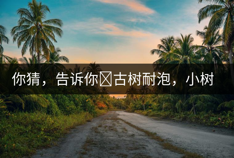 你猜，告訴你?古樹(shù)耐泡，小樹(shù)、臺(tái)地不耐泡都是什么心理？