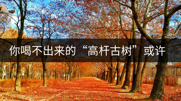 你喝不出來的“高桿古樹”或許就是一個偽概念、偽命題 你喝不出來的“高桿古樹”或許就是一個偽概念、偽命題