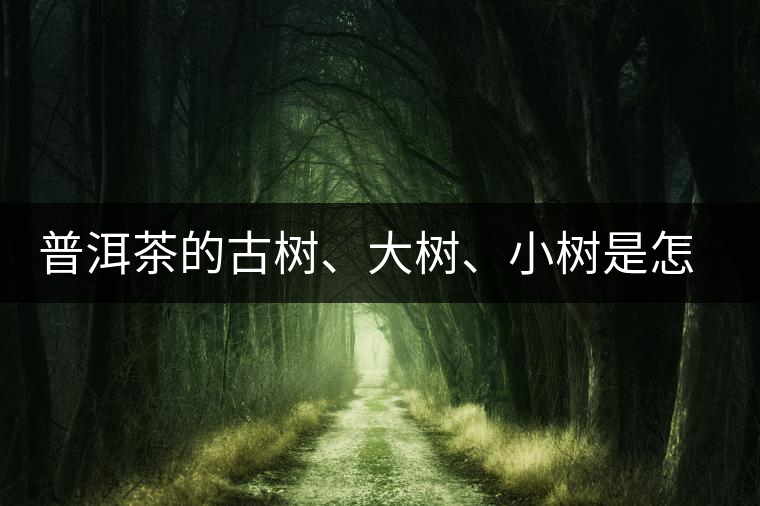 普洱茶的古樹、大樹、小樹是怎樣劃分的？