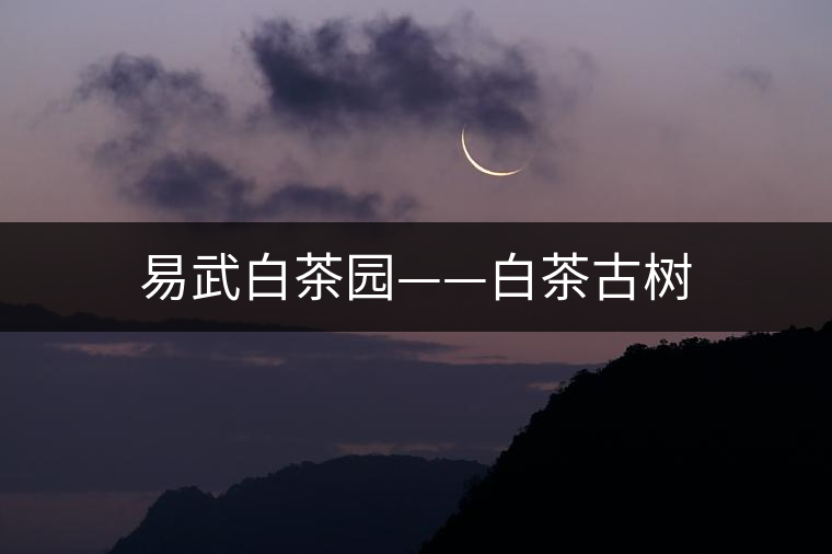 易武白茶園——白茶古樹(shù)