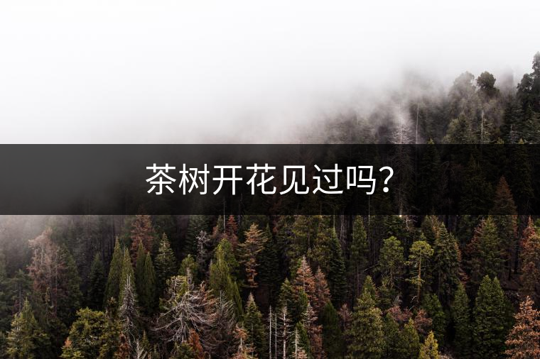 茶樹開花見過嗎？