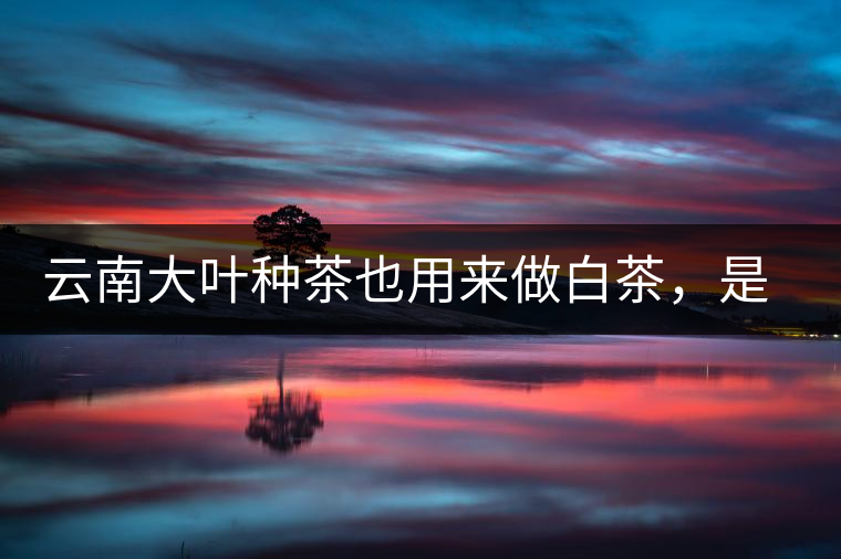 云南大葉種茶也用來(lái)做白茶，是真的好喝嗎？