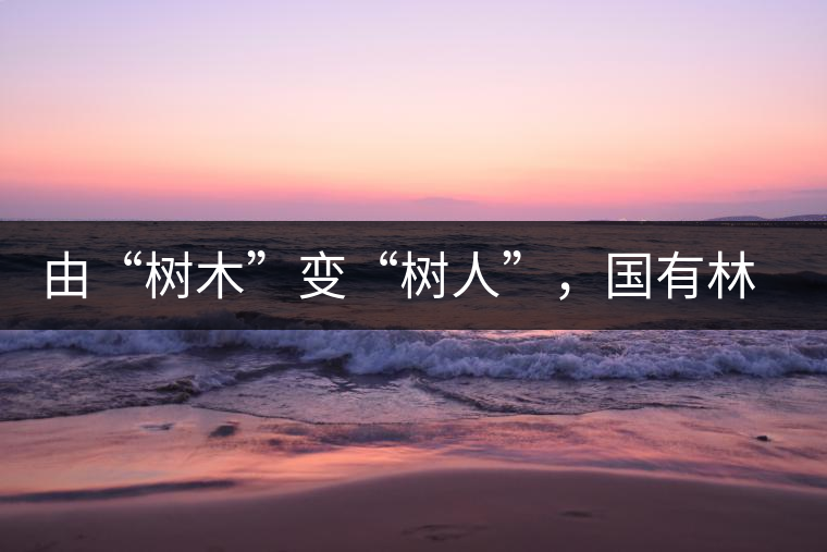 由“樹木”變“樹人”，國有林普洱茶為什么越來越受歡迎？