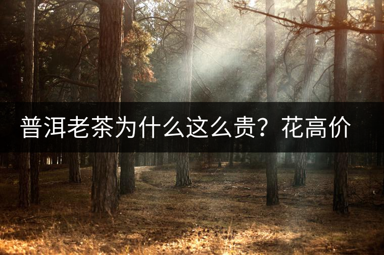 普洱老茶為什么這么貴？花高價買值嗎？