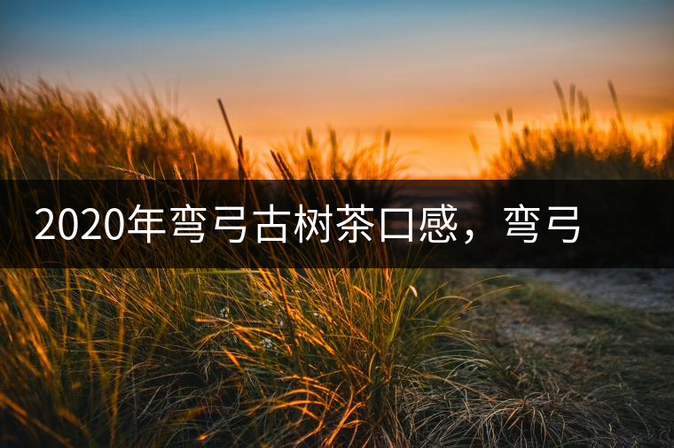 2020年彎弓古樹茶口感，彎弓普洱茶價格特點