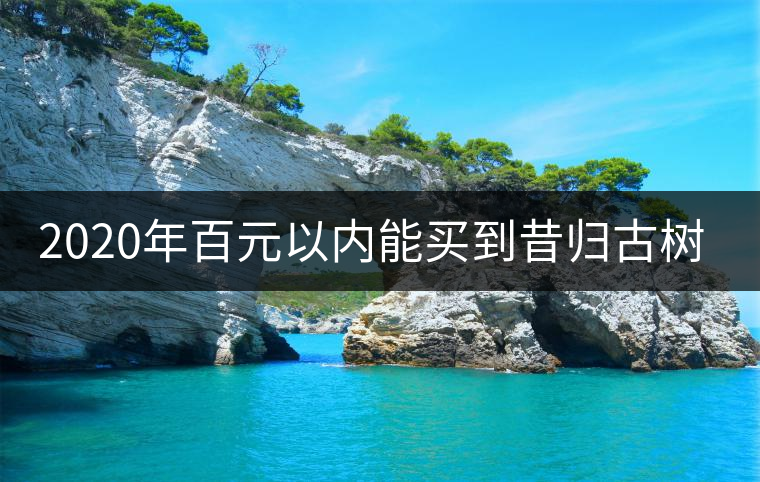 2020年百元以內(nèi)能買到昔歸古樹嗎？