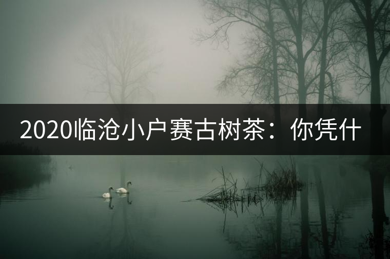 2020臨滄小戶(hù)賽古樹(shù)茶：你憑什么當(dāng)冰島賣(mài)？