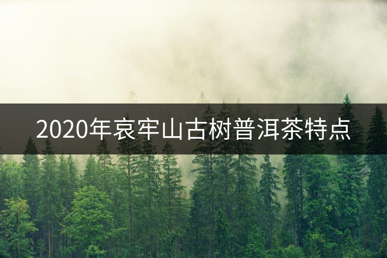 2020年哀牢山古樹(shù)普洱茶特點(diǎn)