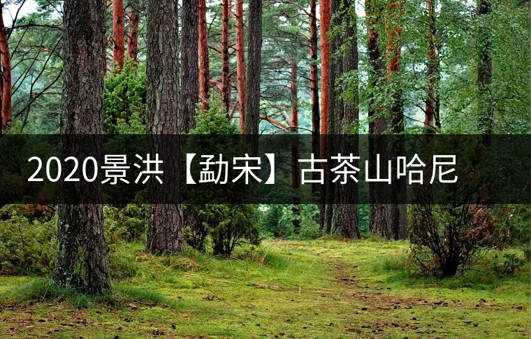 2020景洪【勐宋】古茶山哈尼年“嘎湯帕”圓滿結束，我們明年見