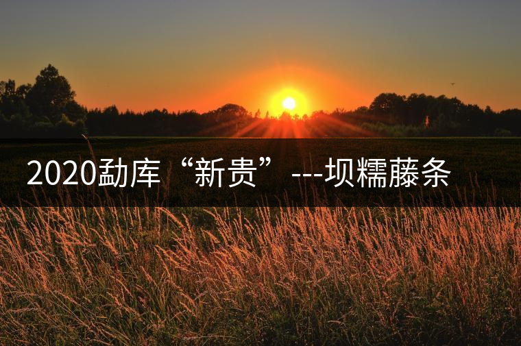 2020勐庫(kù)“新貴”---壩糯藤條茶，是如何一夜爆紅的？