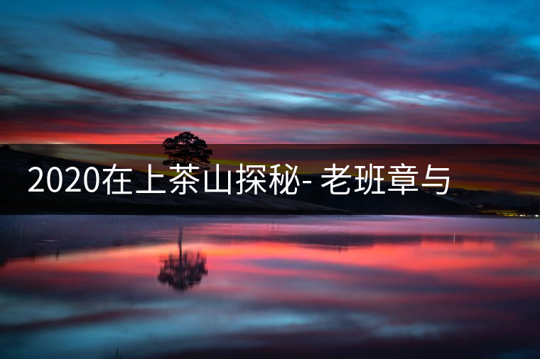 2020在上茶山探秘- 老班章與新班章，一母所生，一念之間，際遇迥異