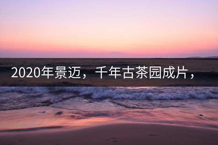 2020年景邁，千年古茶園成片，蘭花香堪稱一絕！