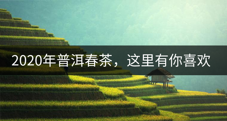 2020年普洱春茶，這里有你喜歡的山頭嗎？