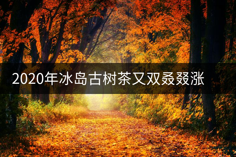 2020年冰島古樹(shù)茶又雙叒叕漲價(jià)了，今年的普洱春茶準(zhǔn)備你下手嗎