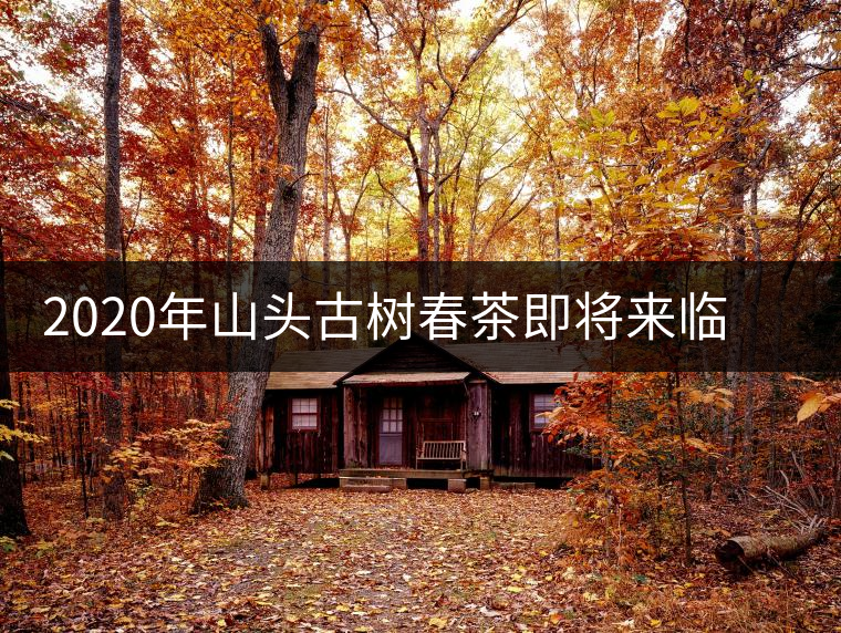 2020年山頭古樹春茶即將來臨，開啟山頭茶的既然是它