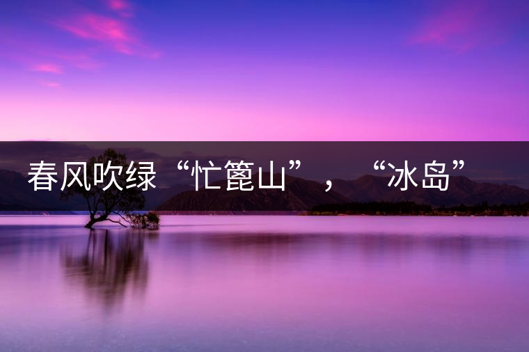 春風(fēng)吹綠“忙篦山”，“冰島”“老寨”春茶香