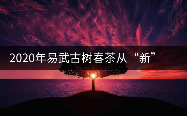2020年易武古樹春茶從“新”到“老”，如何完成蛻變的？