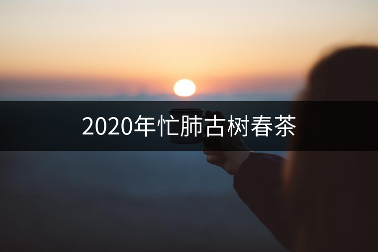 2020年忙肺古樹春茶 2020年忙肺古樹春茶