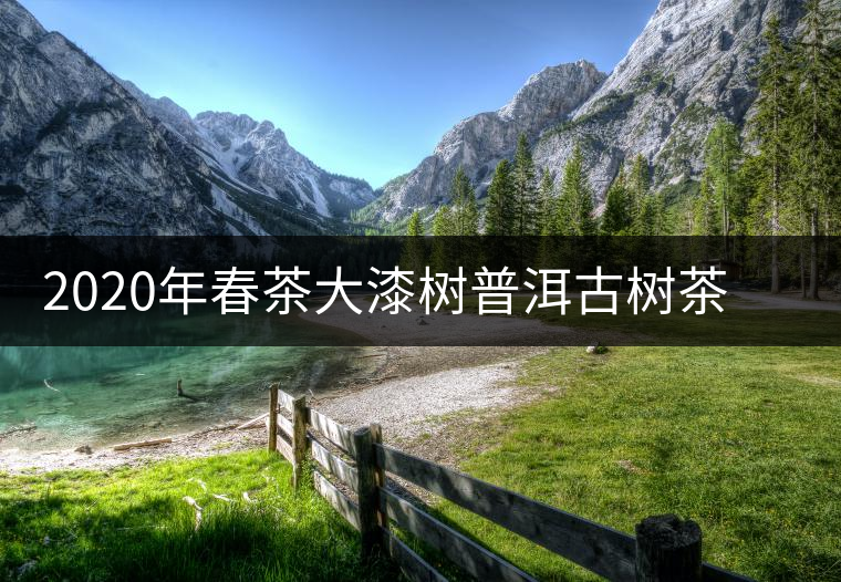 2020年春茶大漆樹普洱古樹茶價(jià)格是多少錢一斤 2020年春茶大漆樹普洱古樹茶價(jià)格是多少錢一斤