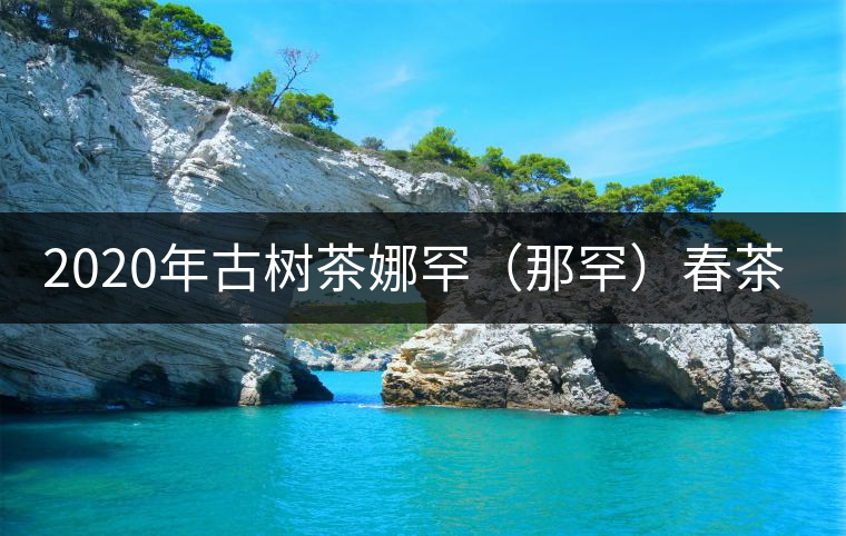 2020年古樹(shù)茶娜罕（那罕）春茶價(jià)格是多少？