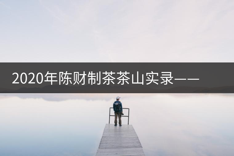 2020年陳財制茶茶山實錄——演員多如牛毛的老班章