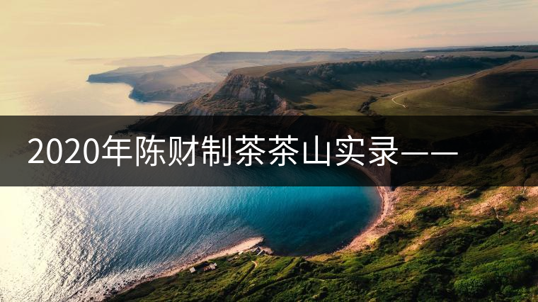 2020年陳財制茶茶山實錄——彎弓，易武古樹茶傳奇的起點