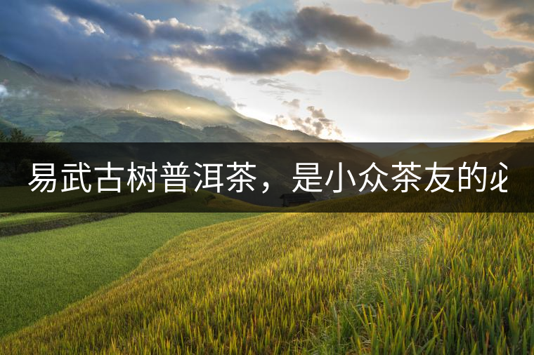 易武古樹普洱茶，是小眾茶友的必選？