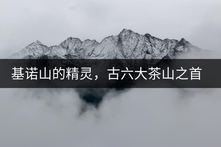 基諾山的精靈，古六大茶山之首武侯遺種攸樂古樹茶