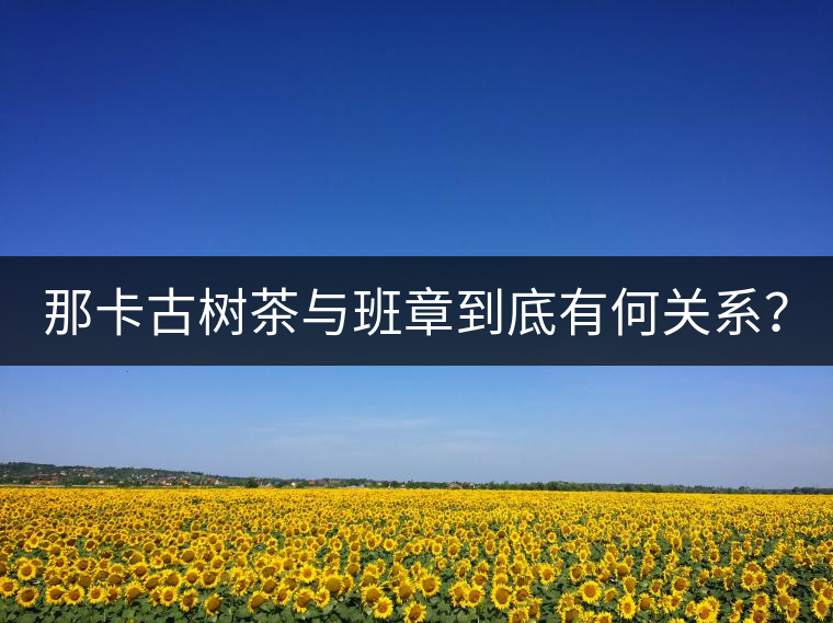 那卡古樹茶與班章到底有何關(guān)系？