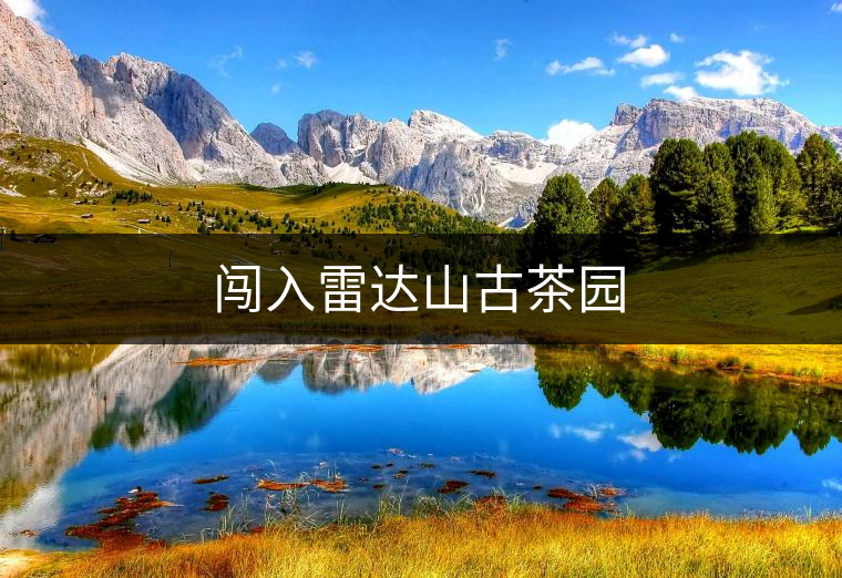 闖入雷達(dá)山古茶園 闖入雷達(dá)山古茶園