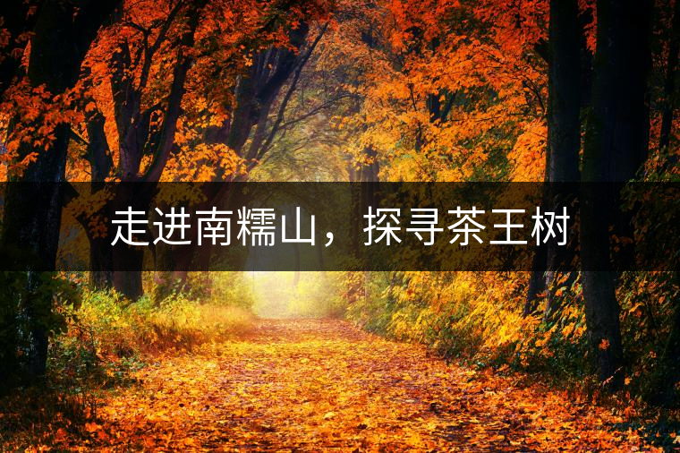 走進(jìn)南糯山，探尋茶王樹