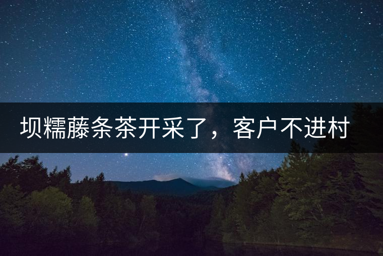 壩糯藤條茶開采了，客戶不進村，村民怎么賣茶？