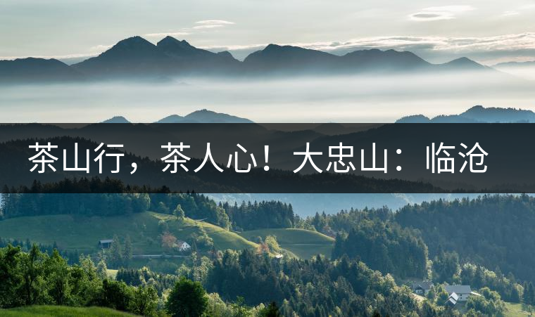 茶山行，茶人心！大忠山：臨滄之龍，雪山之熊