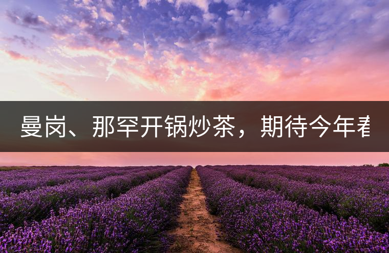 曼崗、那罕開鍋炒茶，期待今年春茶！