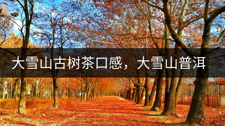 大雪山古樹茶口感，大雪山普洱茶價格