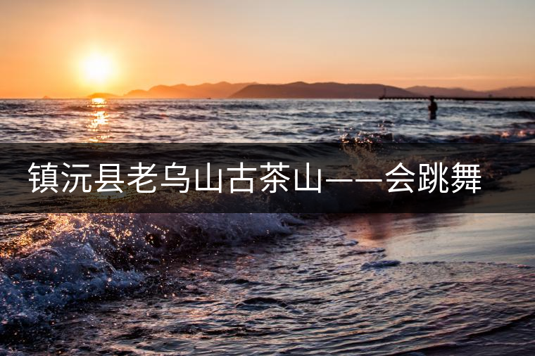 鎮(zhèn)沅縣老烏山古茶山——會(huì)跳舞的古茶樹 鎮(zhèn)沅縣老烏山古茶山——會(huì)跳舞的古茶樹