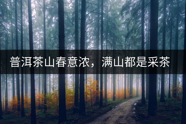 普洱茶山春意濃，滿山都是采茶人