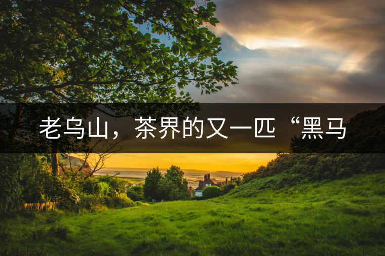 老烏山，茶界的又一匹“黑馬