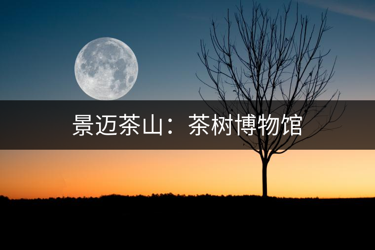景邁茶山:茶樹(shù)博物館 景邁茶山:茶樹(shù)博物館