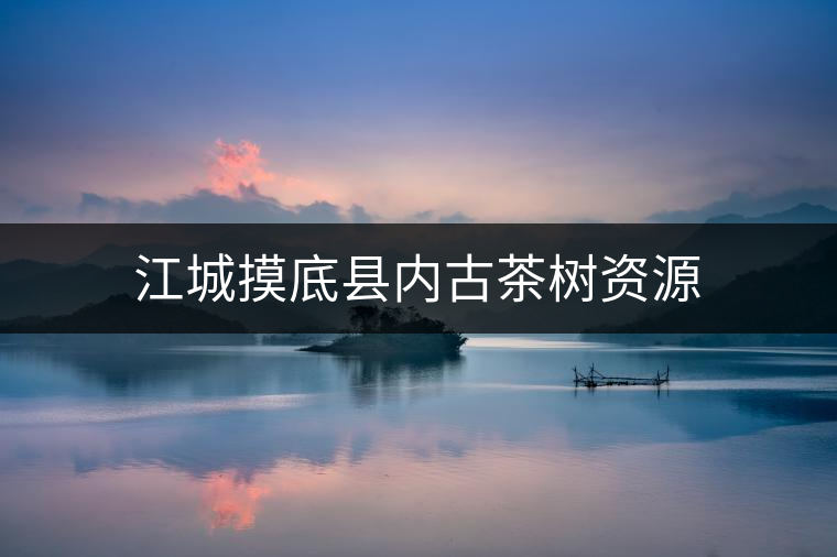 江城摸底縣內(nèi)古茶樹資源 江城摸底縣內(nèi)古茶樹資源